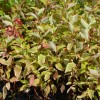 Cornus alba 'Gouchaultii' - Siberi kontpuu 'Gouchaultii' C2/2L
